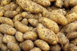 Bio ziemniaki młode