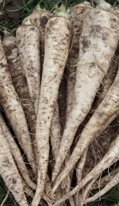 Ekologiczna pietruszka 1kg