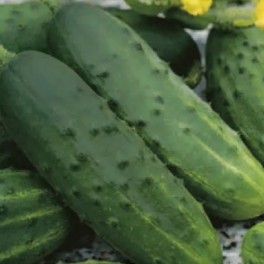 Ekologiczny ogórek gruntowy sałatkowy