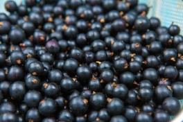 Bio czarna porzeczka 0,5 kg
