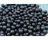 Bio czarna porzeczka 0,5 kg